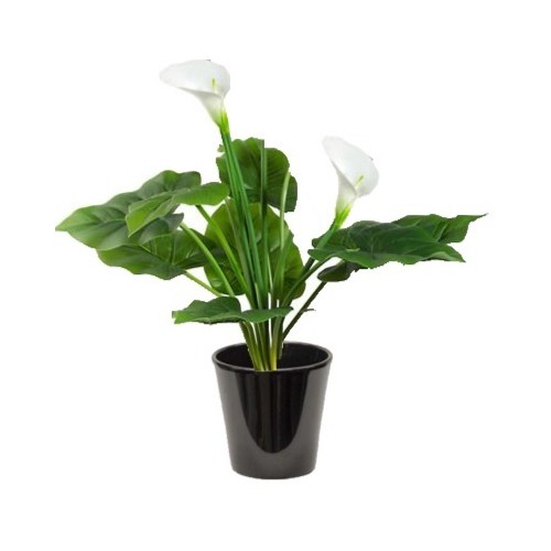 arum-zantedeschia-